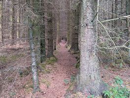 Loverly walk in the woods on your doorstep.