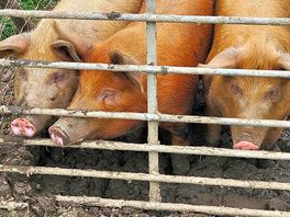 Farm animals