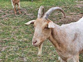 The goats