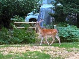 Do a deer…..