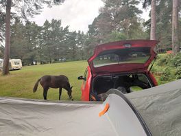 A horse by our tent and car