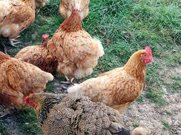 Chickens