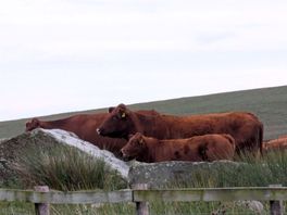 Neighbours!