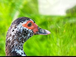 One of the ducks on the property