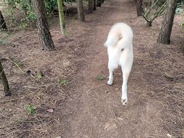 Forest walk