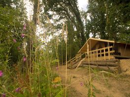 External image of the woodland safari tent in its woodland setting