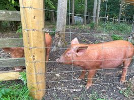 Pigs