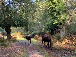Ponies visiting the campsite