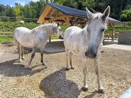 Élevage de chevaux,top
