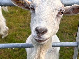 Goats and sheep on the site