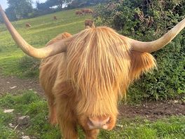 Our neighbour came to say hi
