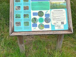 Dragonfly area