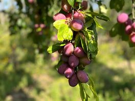 Help yourself to plums