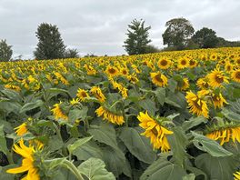 Pyo sunflowers