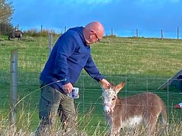 5 week old donkey
