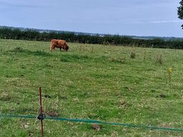 Local livestock