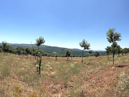 From just above the site, in the chestnutgrooves