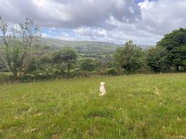 Our rescue boy taking in the view