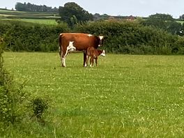 Such a gentle herd