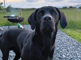 Otto