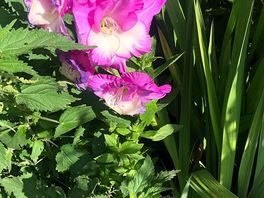 Beautiful trumpets of colour