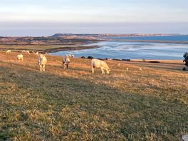 View of chisel beach and some beautiful cows