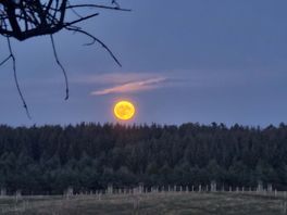 Golden moon