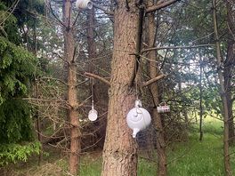 Forest walk