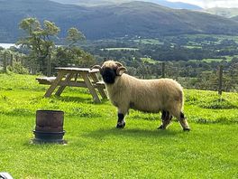 Our neighbour popped by….