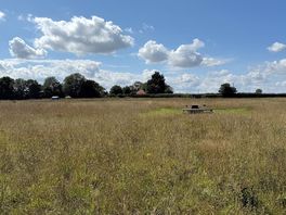 Lots of long grass