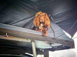 It's a dogs life!