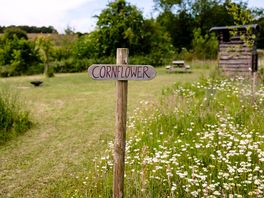 Cornflower pitch