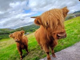 Cutest highland cows