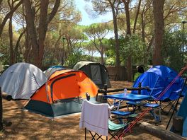 Pitches among the trees