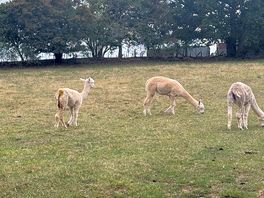 Friendly alpacas