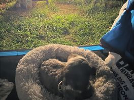 Our dog really enjoyed the stay and made a few friends.