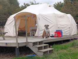 Great dog friendly campsite