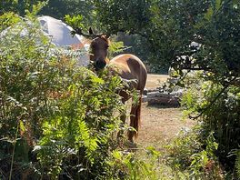 One of the locals.