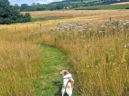 Walk