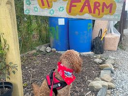 Rescue farm sign with little boxes for donations to help with the upkeep