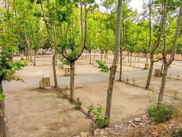 Pitches lined with trees