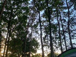 The tree line behind our tent