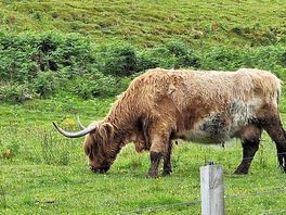 Highland cooo on site