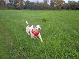 Perfect for dog walking!