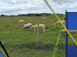 The sheep