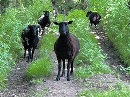 Local friendly sheep