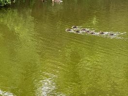 Ducklings