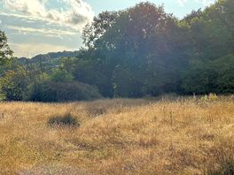 Woods