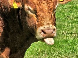 Cheeky bull