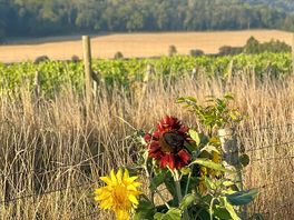 Sunflowers at downs